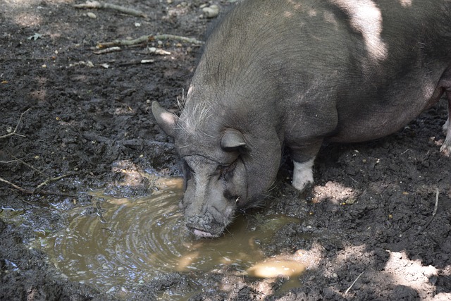 對波蘭直接 對波蘭直接